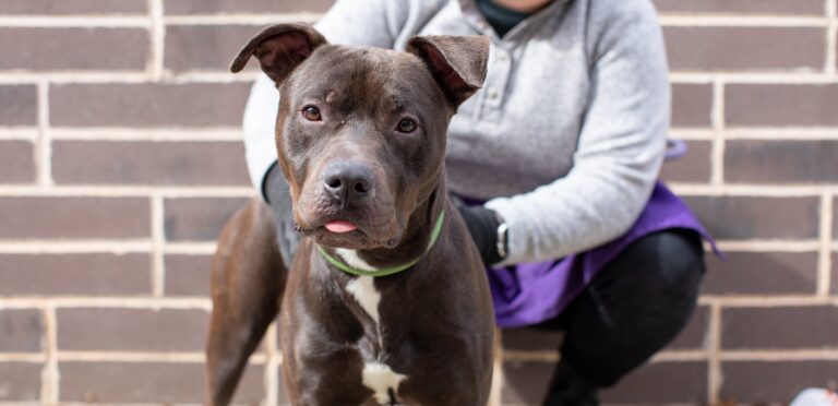 A LifeLine Animal Project staff member with a rescue dog